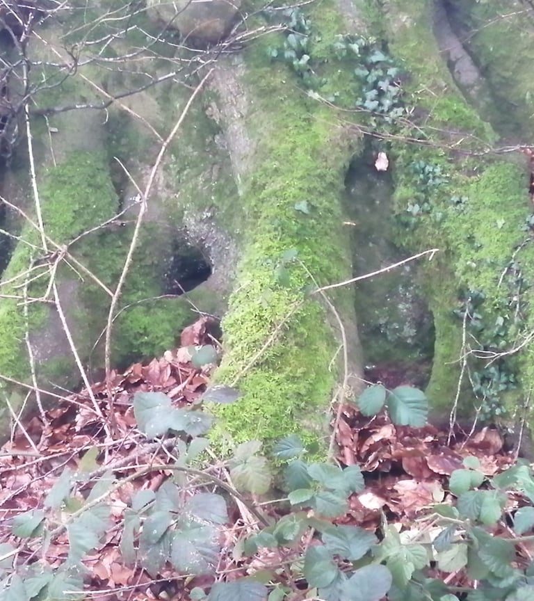 robusto y hermoso árbol en Inglaterra, su frondoso 