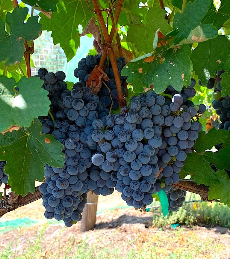 Dark purple grapes hang in clusters with green leaves.