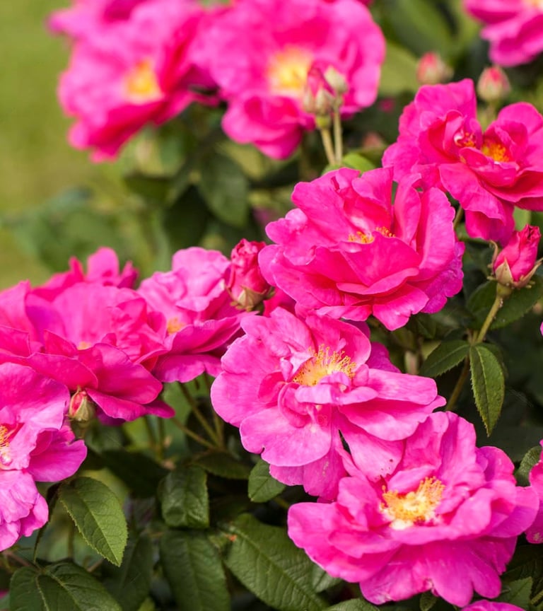 Pétalos de Rosa Gallica - utilizados en la elaboración de la Crema Hidratante El Artesanal