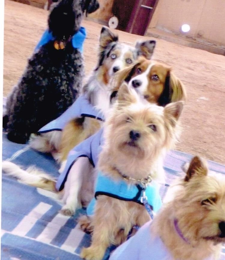 Dogs wearing various cooling coats at an agility event