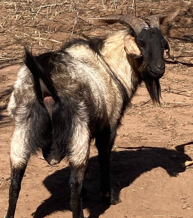 Heritage Texas Range Goat "Pancho Villa" rear end.