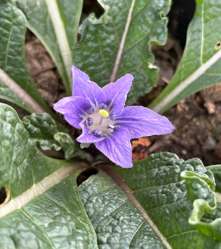 fleur flower  mandragora autumnalis