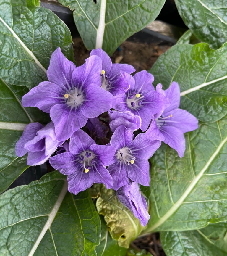Fleur mandragore - Mandragora autumnalis