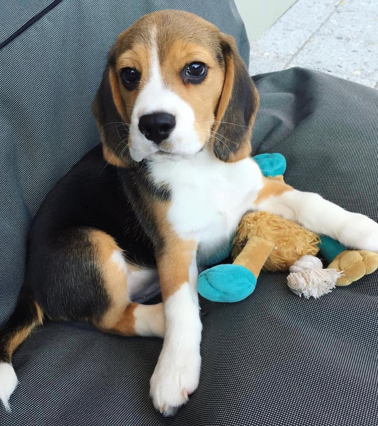 Beagle-Welpe stehend