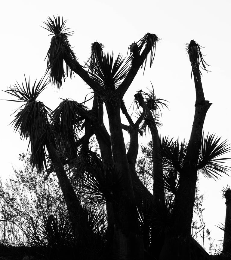 yucca haikus