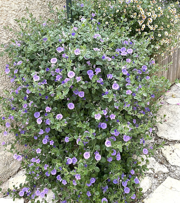 Liseron de Mauritanie - très florifère au soleil