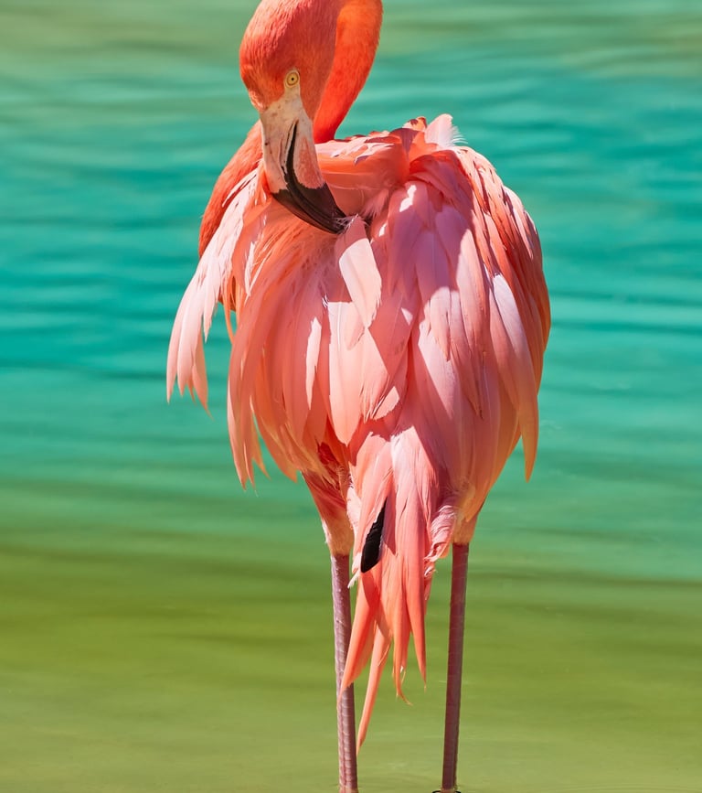 GORIGO Mundomar a flamingo bird standing in shallow water