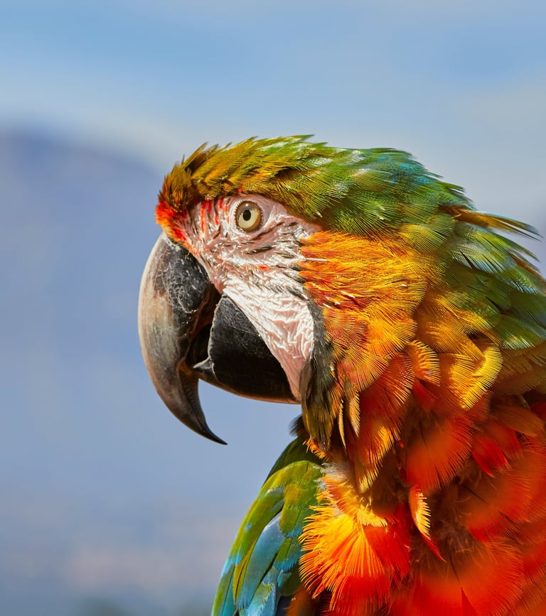 GORIGO Mundomar a parrot bird with a colorful parrot in the background