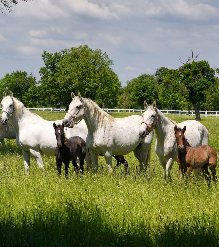Mares and foals in field need horse supplements too