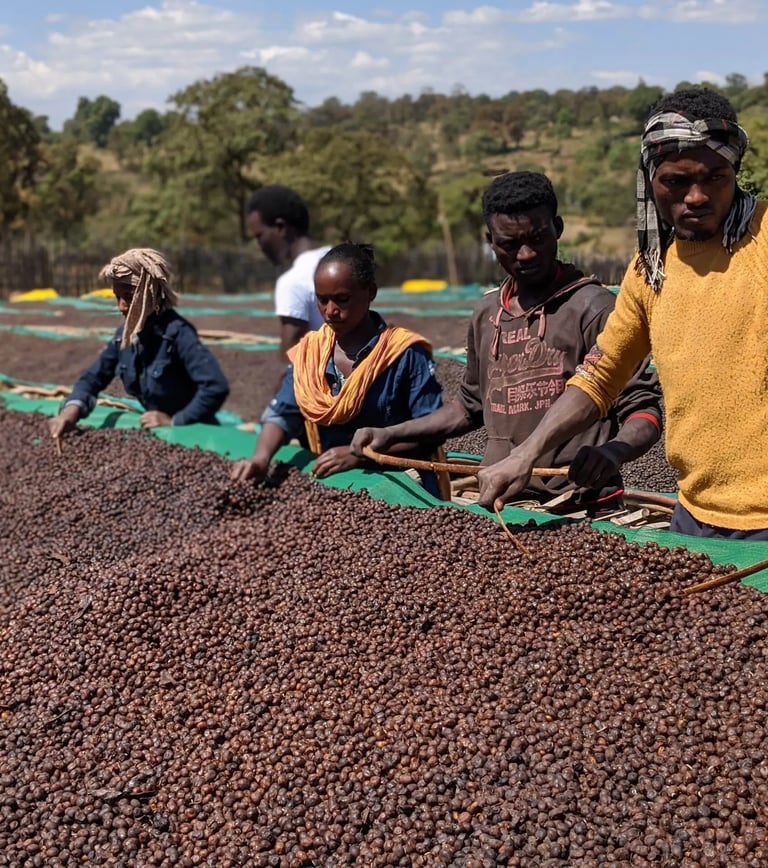 Cofee hand picking 
