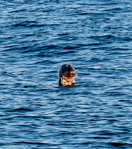 a harbor seal in the atlantic ocean in montauk point