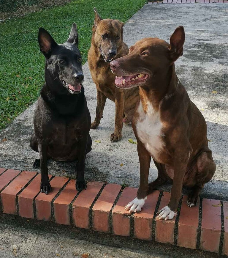 three dogs sitting