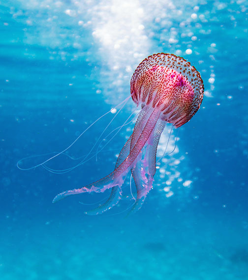 Sea Leaf Book Editing helps you prepare your book for self-publishing