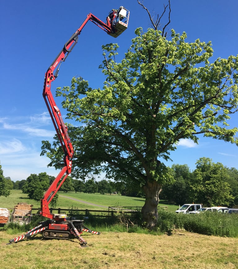MEWP aerial pruning