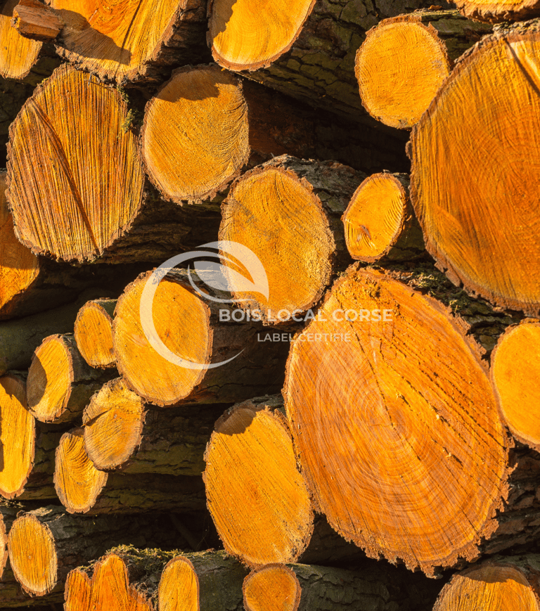 gros rondins avec le soleil qui tape dessus