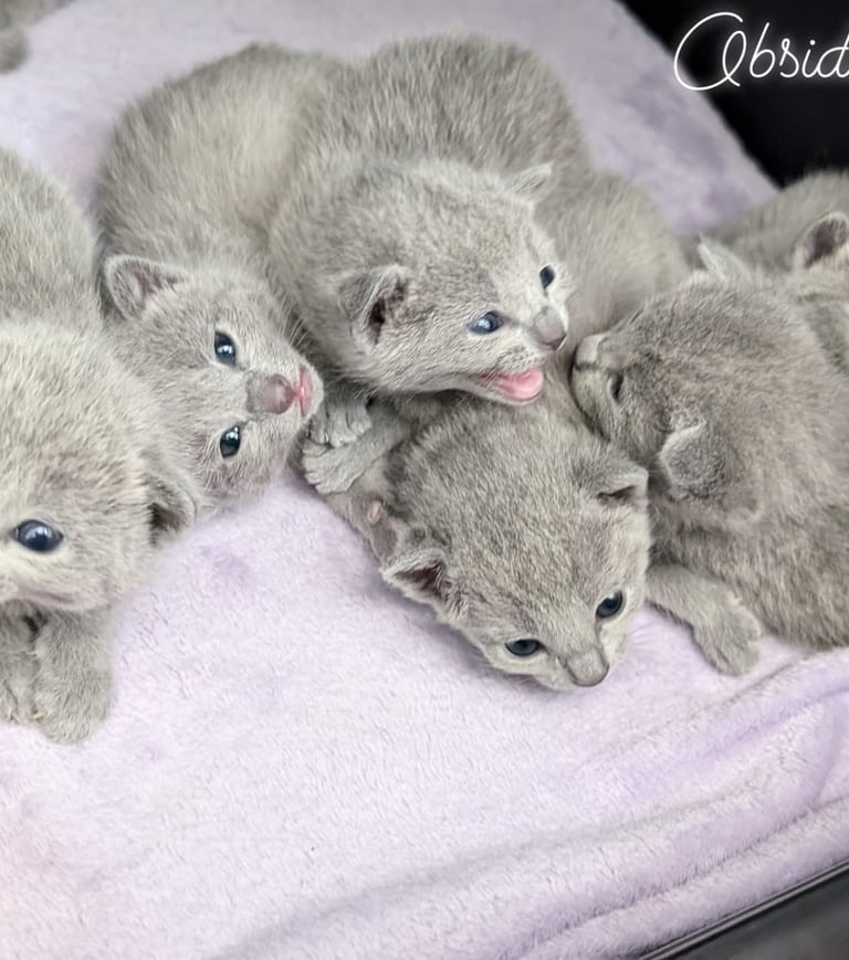 chatons bleu russe Obsidian cats