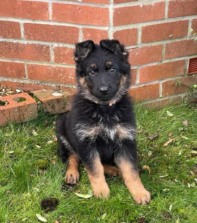 German Shepherd Puppies for Sale