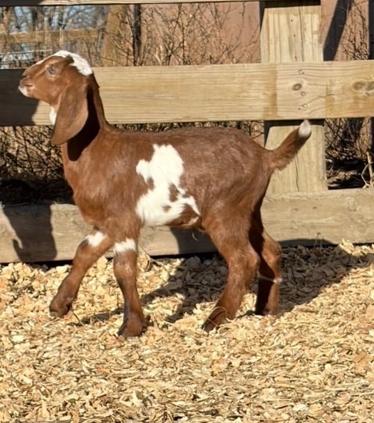Brown and white goat walking 