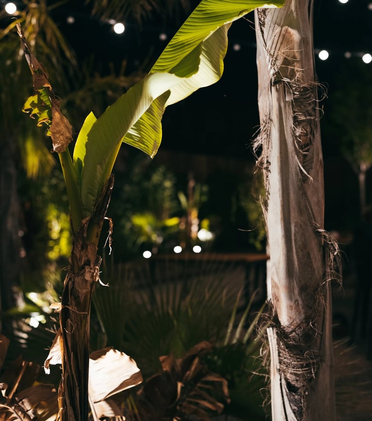 plantes du jardin au Restaurant et bar Les Jardins de Beo à Canet-en-Roussillon