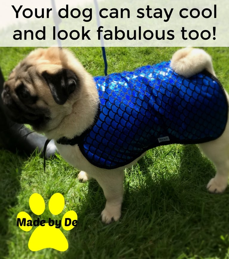 A tan pug wearing a shiny blue mermaid scale pattern dog cooling vest while standing on green grass.