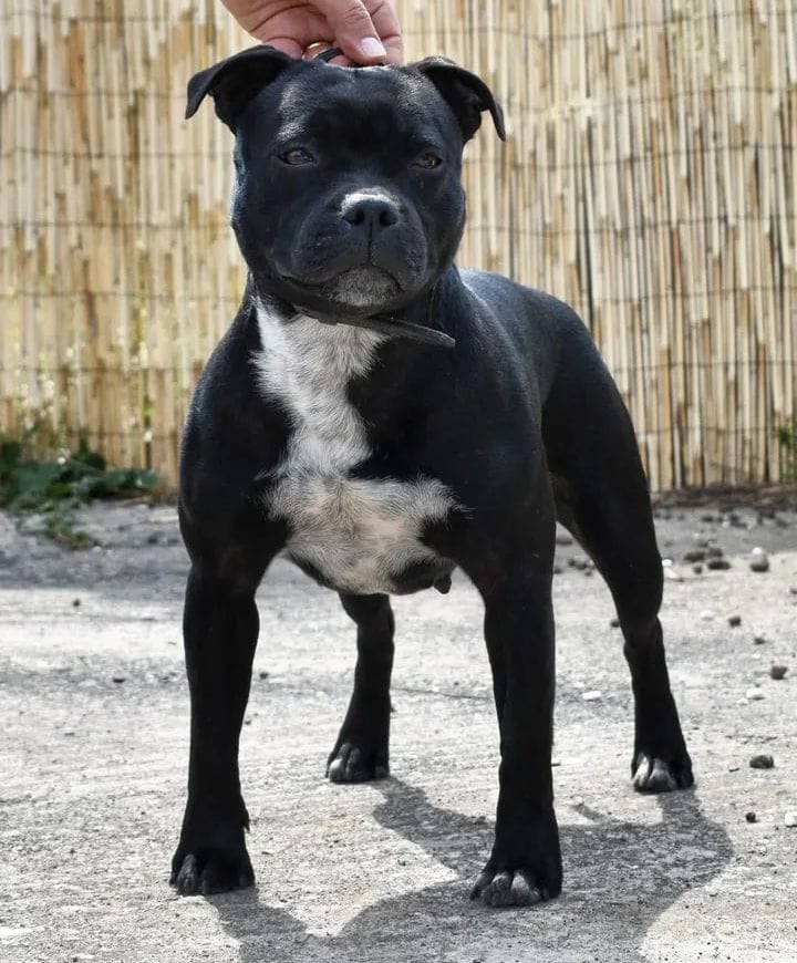 Staffordshire bull terrier pedigree enci fci grecalestaffs sicilia allevamento
