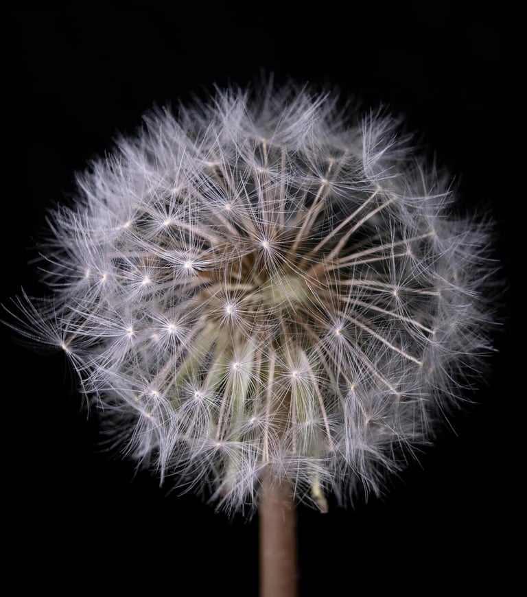 a dandela flower with a black background