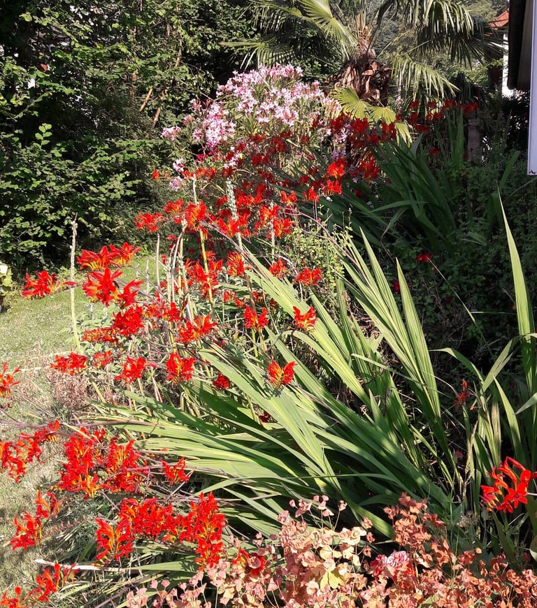 mix-border de jardin avec des fleurs rouge par André Paysage Conseil