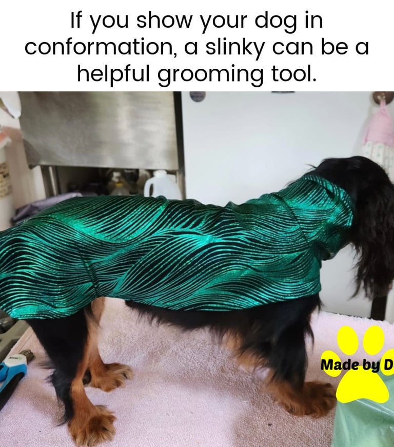 A dog slinky on a Cavalier King Charles Spaniel
