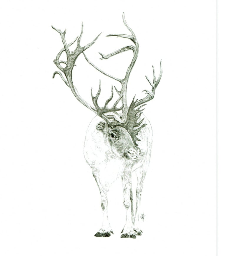 caribou 6''X9''