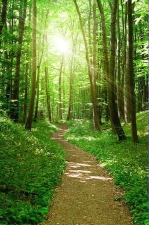 chemin en forêt lumineuse symbolisant le bien-être et les bienfaits de la sophrologie au quotidien