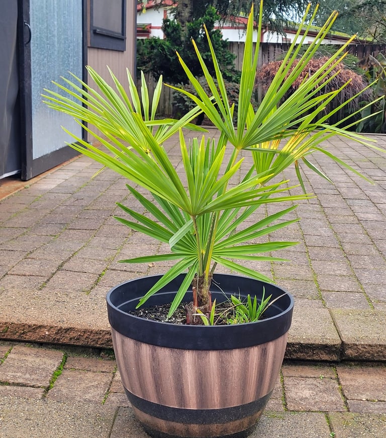 windmill palm in pot