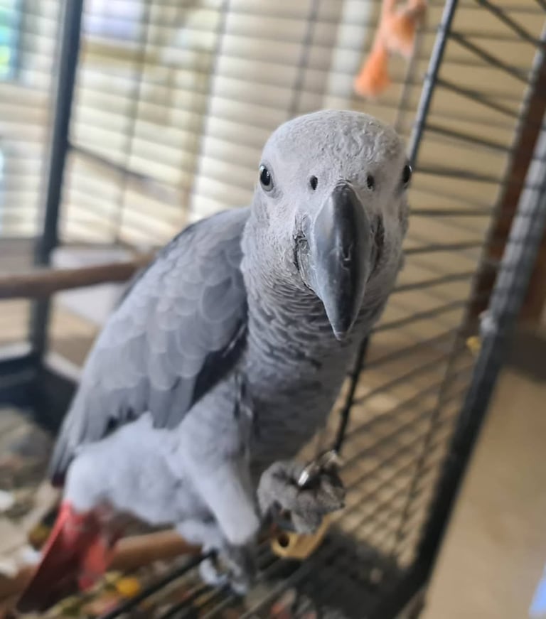 Cheap African Grey parrots for sale