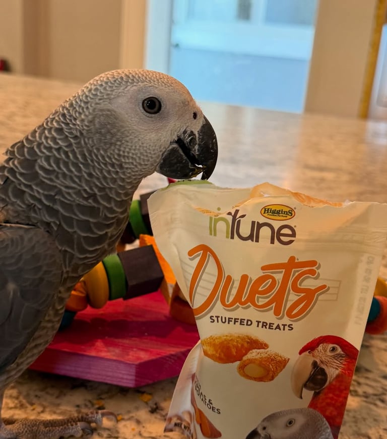 Buy African Grey parrot online