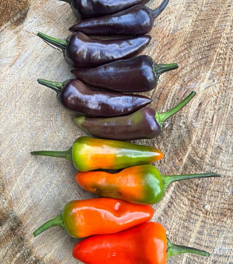 CHILLIES - We stock a range of chillies and pepper seeds 
