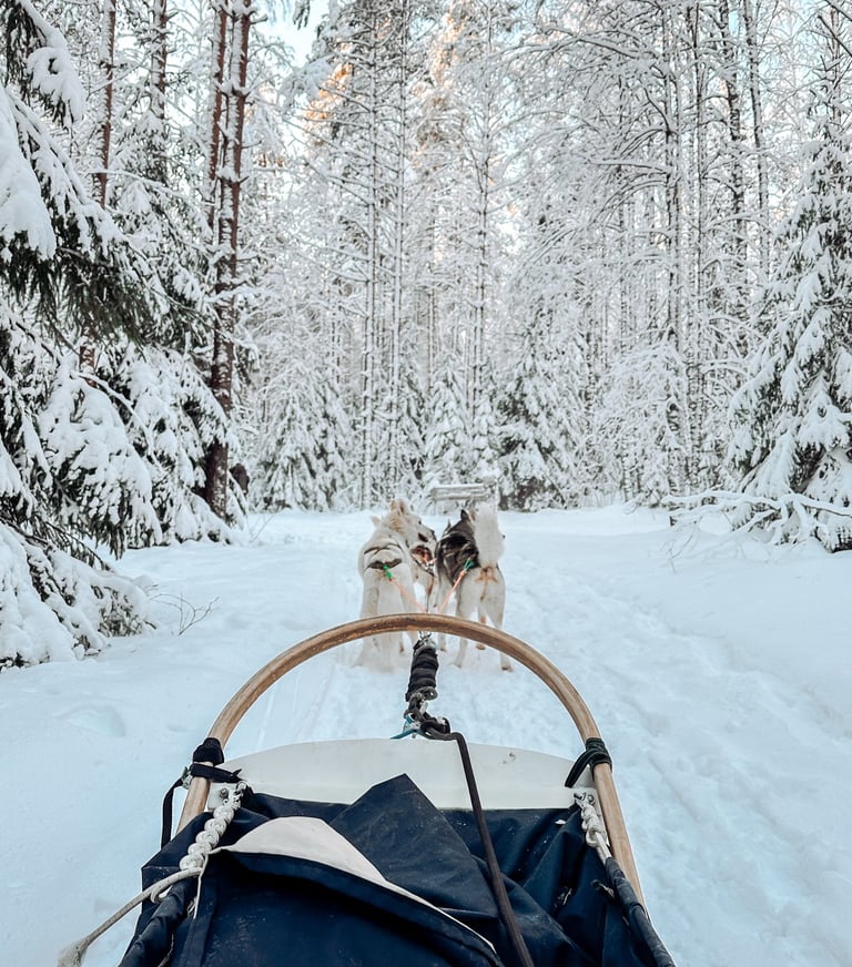 Dog sledding in Finland