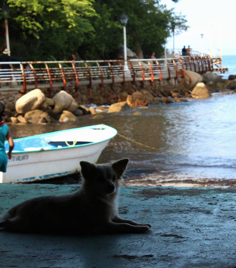 a dog laying on the ground near a boat in Puerto Vallarta