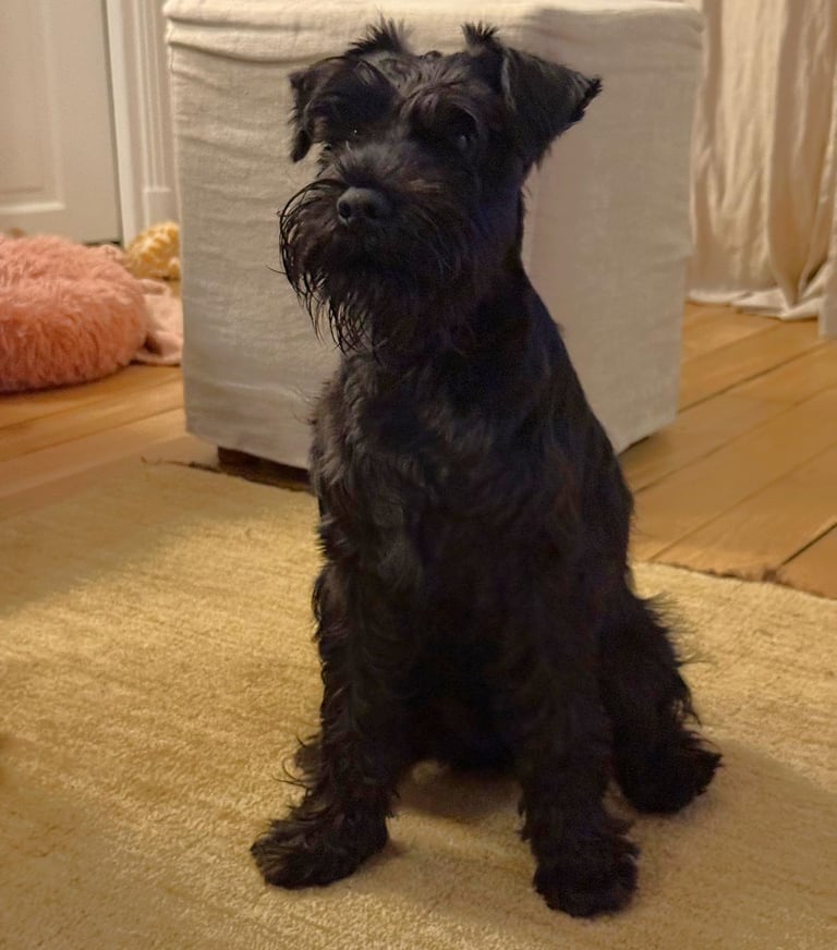 Altesse Violette des Diamants Noirs d'Also