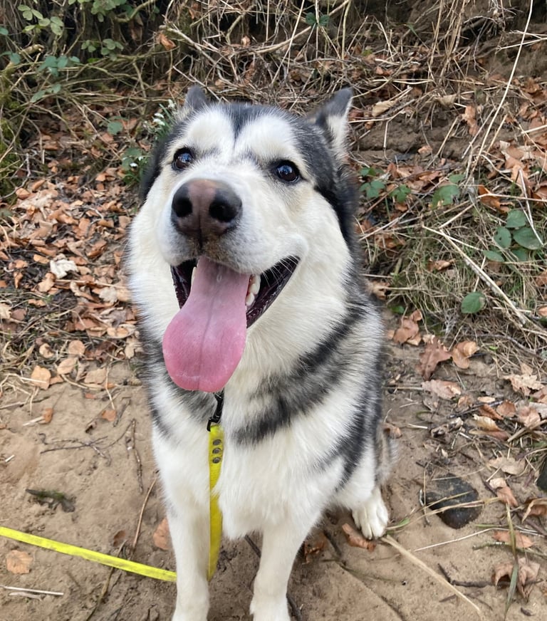 a dog with their dog walkers in harrogate