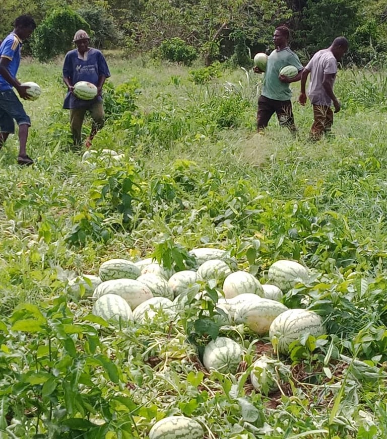 a group of people standing in a field with watermelon