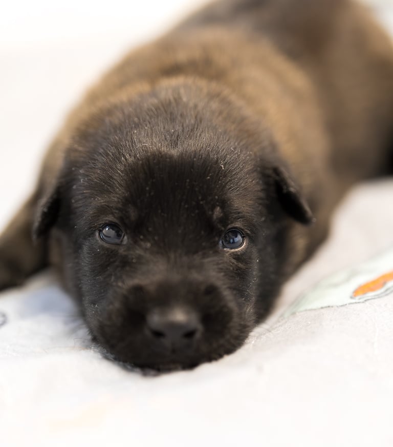 Belgian Malinois puppies for sale in Florida. Five males and three females available. July 11th 2026