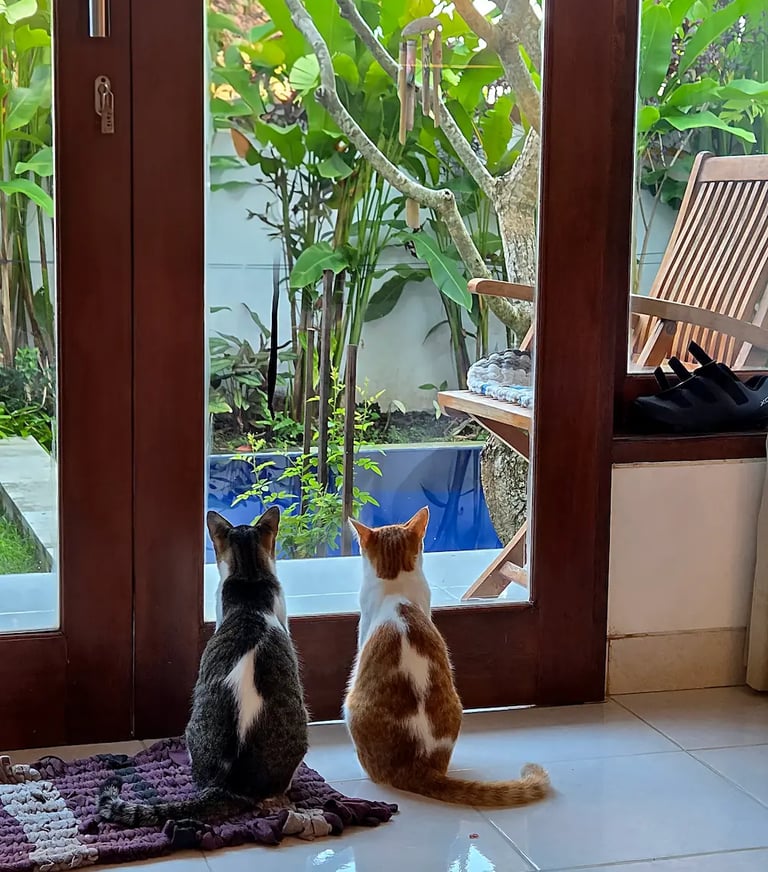 mi purificador vs 2 gatos