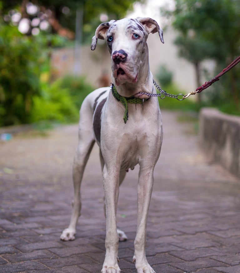 a dog is standing on a brick walkway