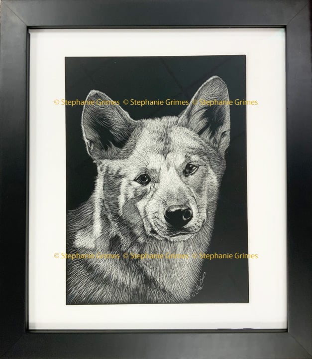 Scratchboard of a sweet faced dingo dog.