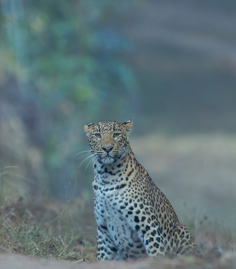 Leopard Sighting on Wildlife and Tiger Safaris in National Parks India