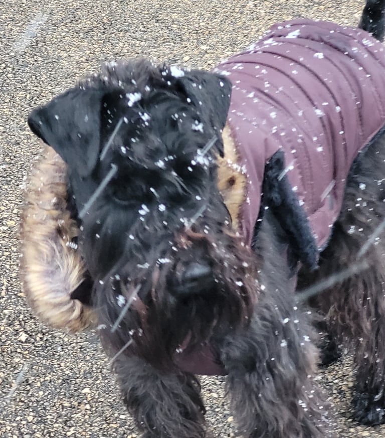 Panzer, étalon Diamants noirs d'Also