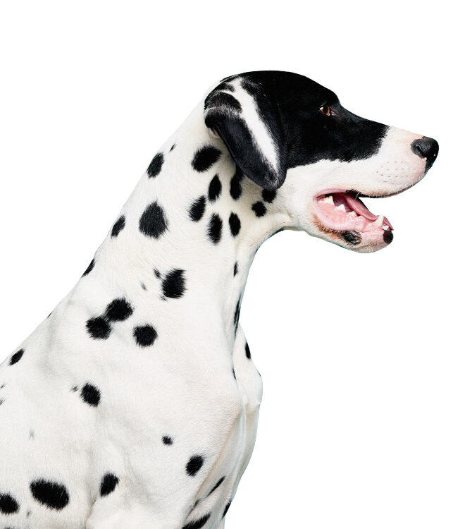 Alfie posing.  Image credit: Tom van Schelven