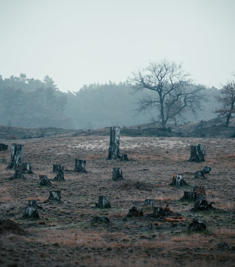 a plane field resulting from deforestation