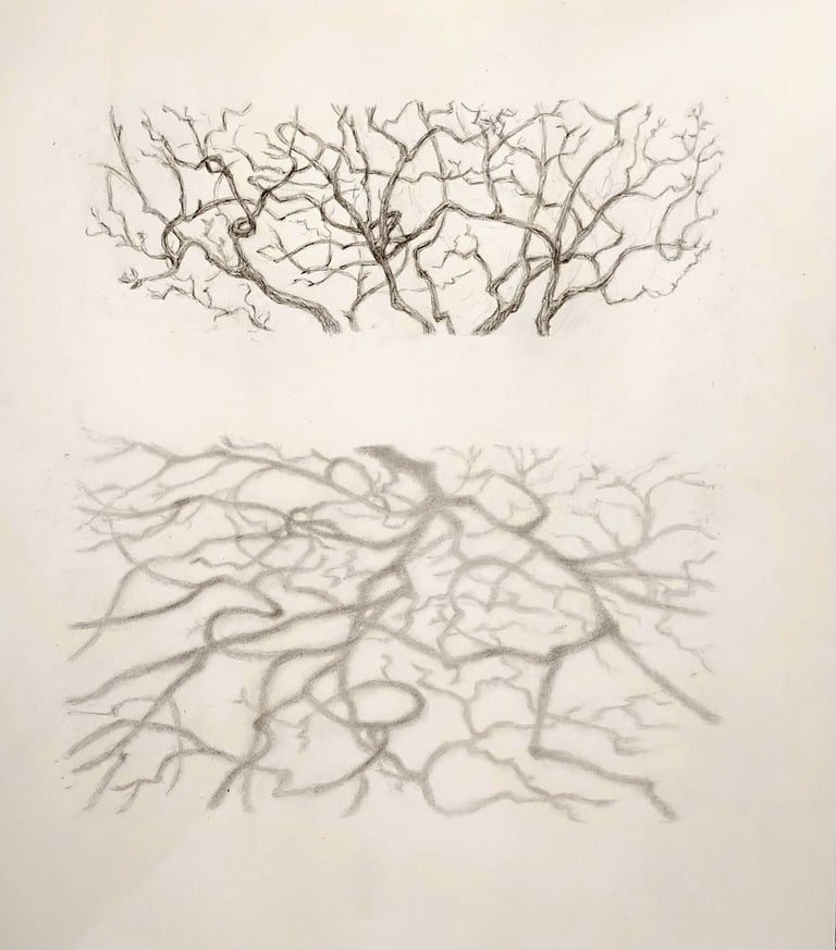Graphite drawing in 2 parts: an upper rectangle of tree branches, a lower rectangle of their shadows