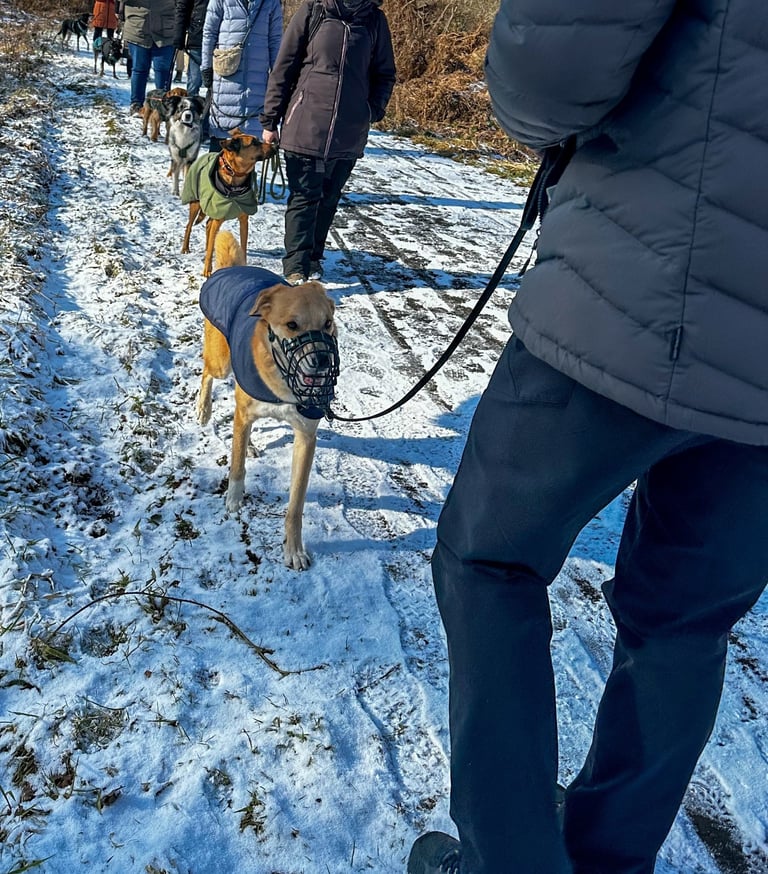 Hunde beim Social Walk im Kreis Düren