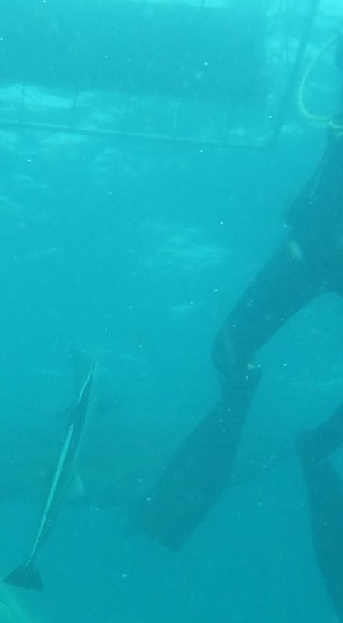 Oceanic black tips on a baited shark dive, Aliwal Shoal, Umkomaas, South Africa